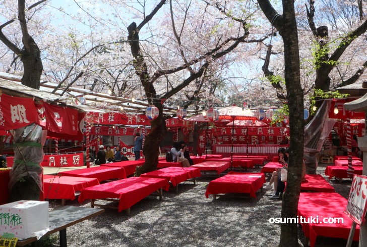 平野神社の桜が満開見頃で有料に 19年4月9日 京都のお墨付き