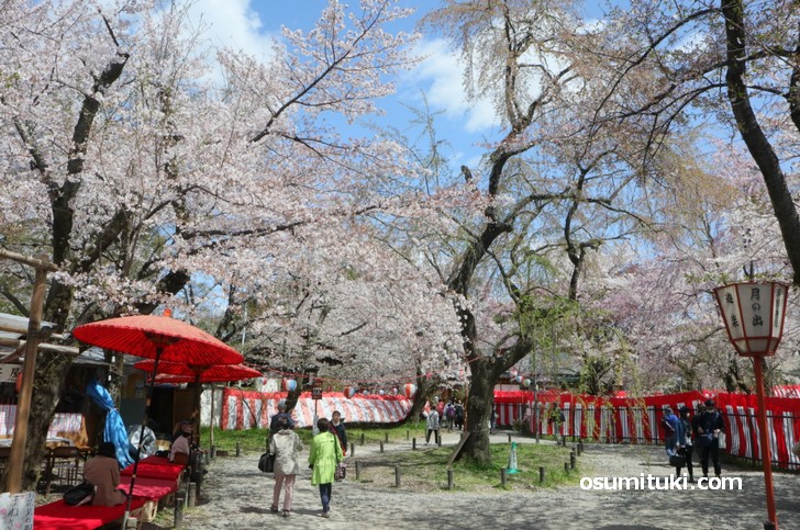 平野神社の桜が満開見頃で有料に 19年4月9日 京都のお墨付き