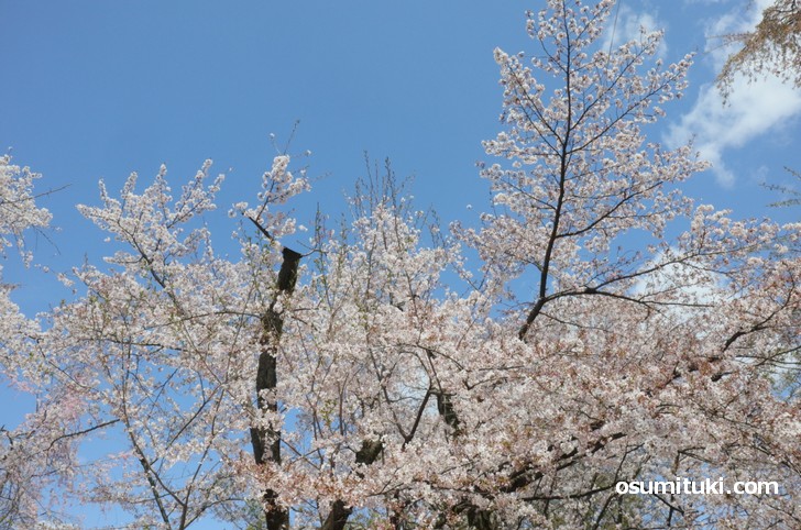 桜の庭はどこが入口なのか分からない