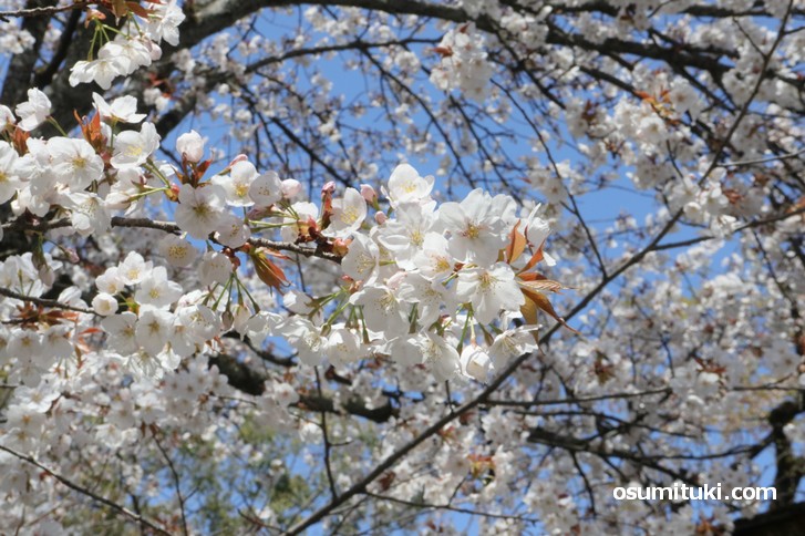 無料エリアでも充分桜を見ることができました