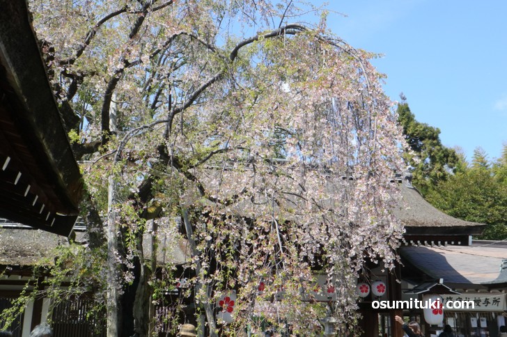 早咲きの枝垂れ桜はもう終盤です