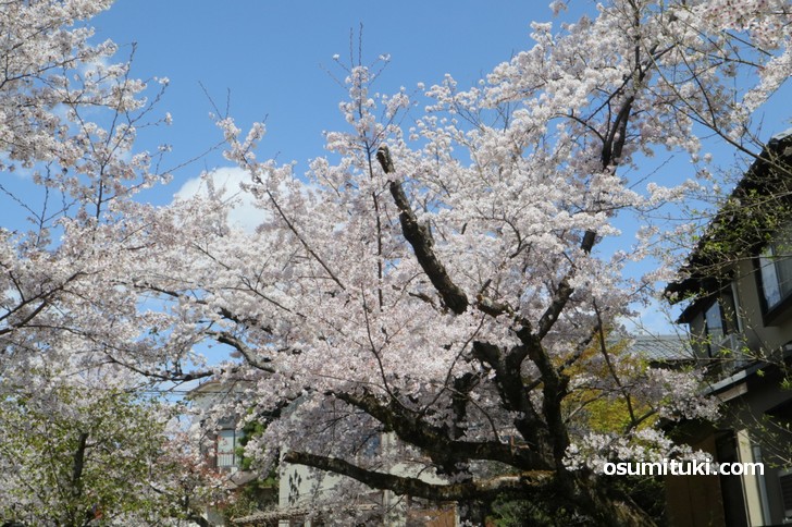 南から北を向いて撮影した桜の木