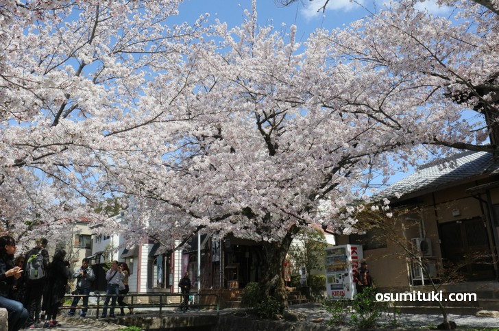 大きな桜の木もあります