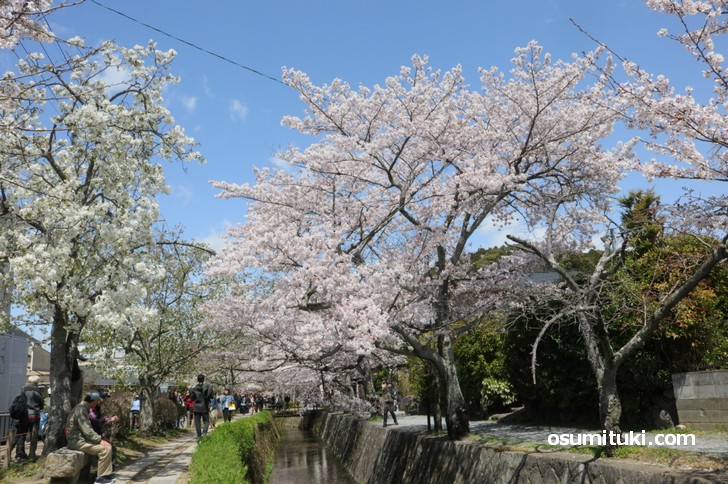 白川疎水に沿って咲く満開の桜