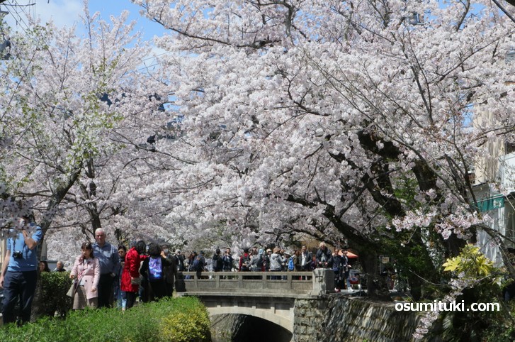 哲学の道の桜が満開見頃 19年4月9日 京都のお墨付き