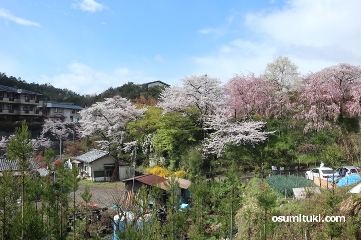 京都「原谷苑」桜の開花状況(2019年4月11日)