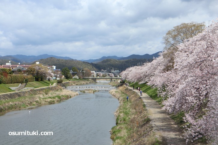 高野の桜並木、高野川に沿って満開の桜を見ることができます