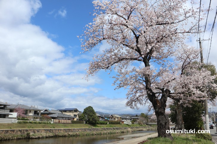 高野川沿いの遊歩道から桜並木を歩くことができます