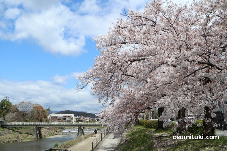 大きな桜の木が多く、人も少ないので穴場の桜スポットです