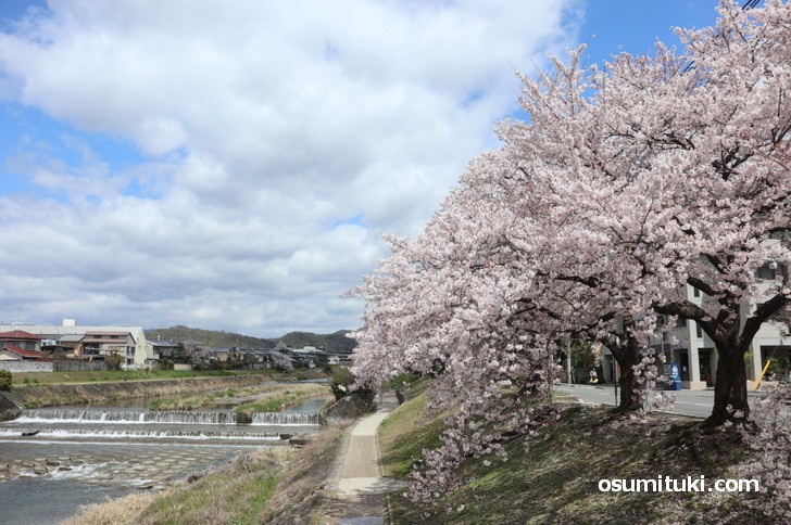 桜の下でのんびりお弁当を食べることもできます