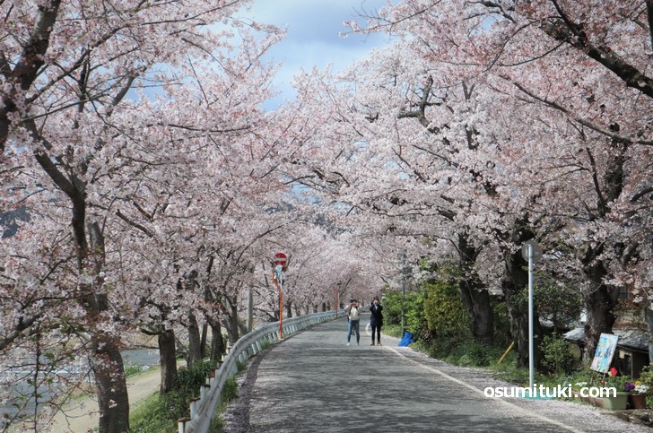 道の両側に桜があるので桜のトンネルのようになっています