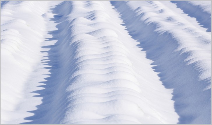 野菜(根菜など)は雪の下で保存すると凍らないように自ら不凍液を出します