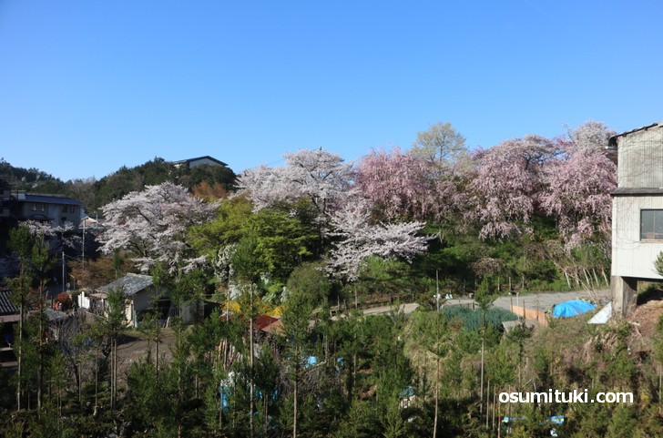 京都「原谷苑」桜の開花状況(2019年4月13日)