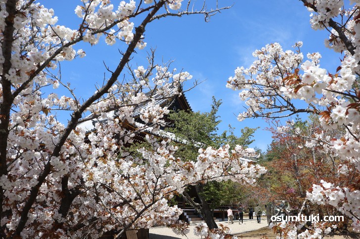 桜の隙間から建物も一緒に撮影すると良い感じです