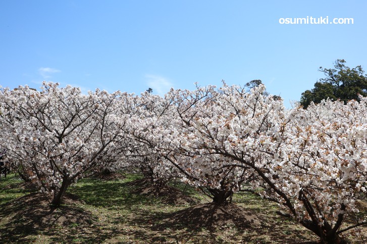 小柄で低い位置に花が咲くので見やすい桜です