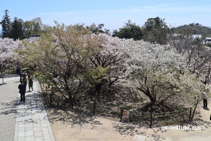 高見台からの御室桜
