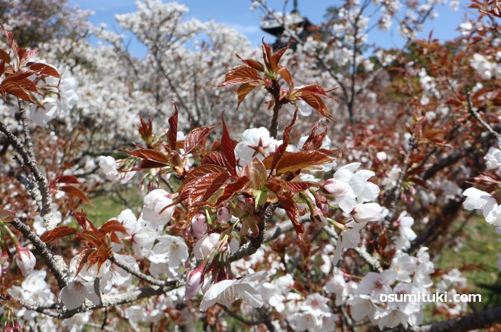 まだ、つぼみの桜も多く見られました(2019年4月16日)