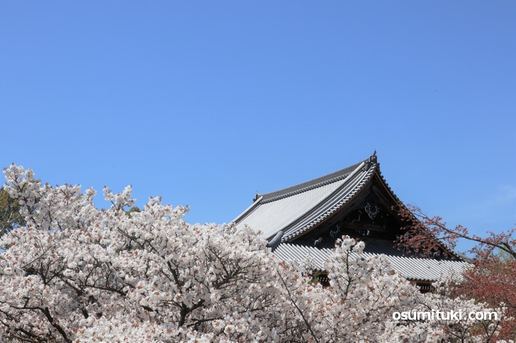 観音堂と御室桜(1)