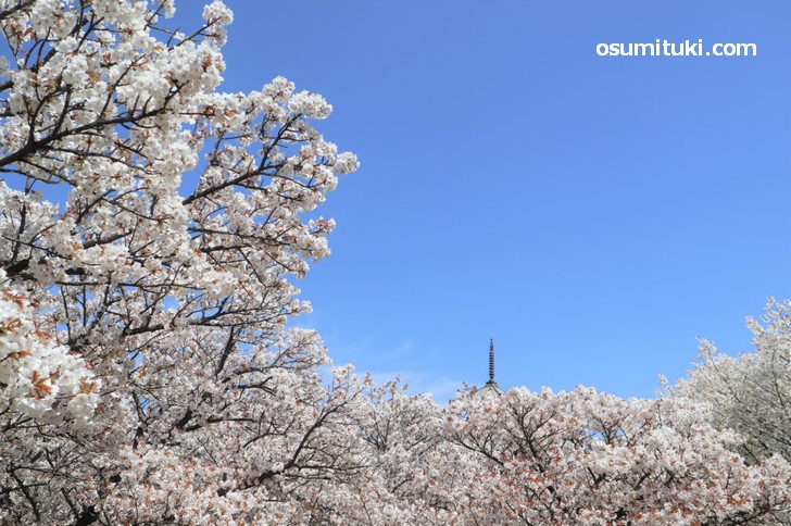 角度によっては五重塔と御室桜を写すことは可能です