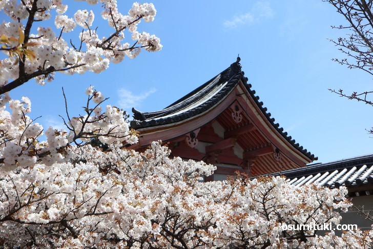 入口付近の方が桜が満開です