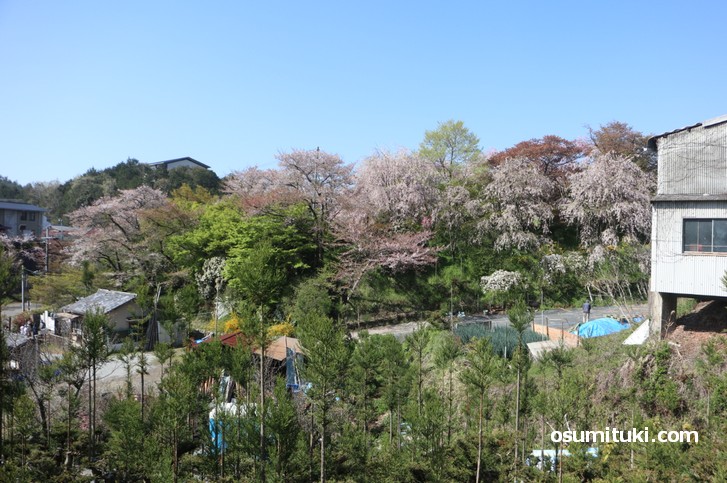 京都「原谷苑」桜の開花状況(2019年4月18日)