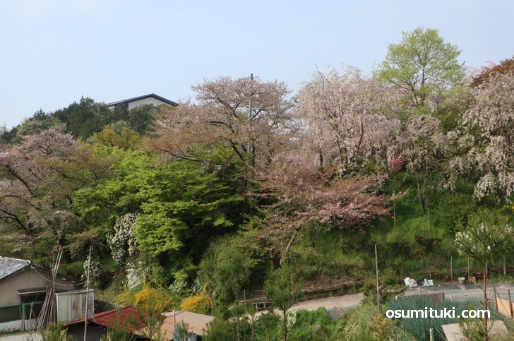 桜の名所 原谷苑 最速開花情報 19年版 京都のお墨付き