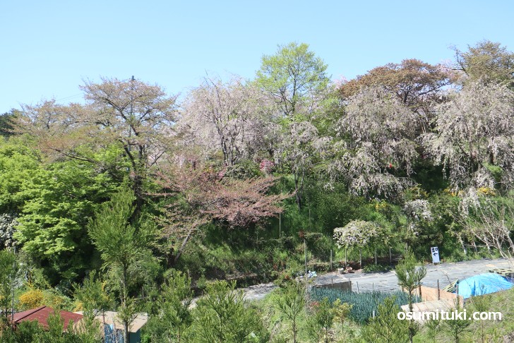 桜の名所 原谷苑 最速開花情報 19年版 京都のお墨付き