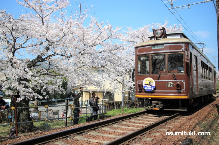 鳴滝へと向かうため桜のトンネルを走る嵐電