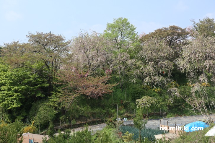 桜の名所 原谷苑 最速開花情報 19年版 京都のお墨付き