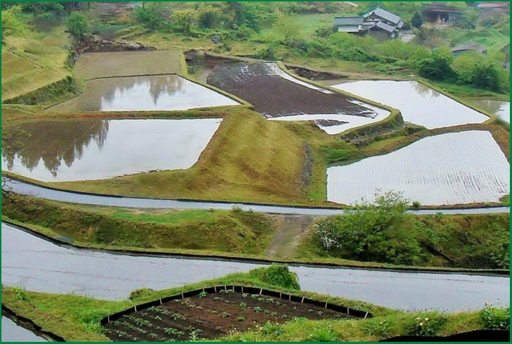 水田に水をたたえた坂折棚田、この水源である森林を守る活動をしているのが木こり集団「杣組(そまぐみ)」