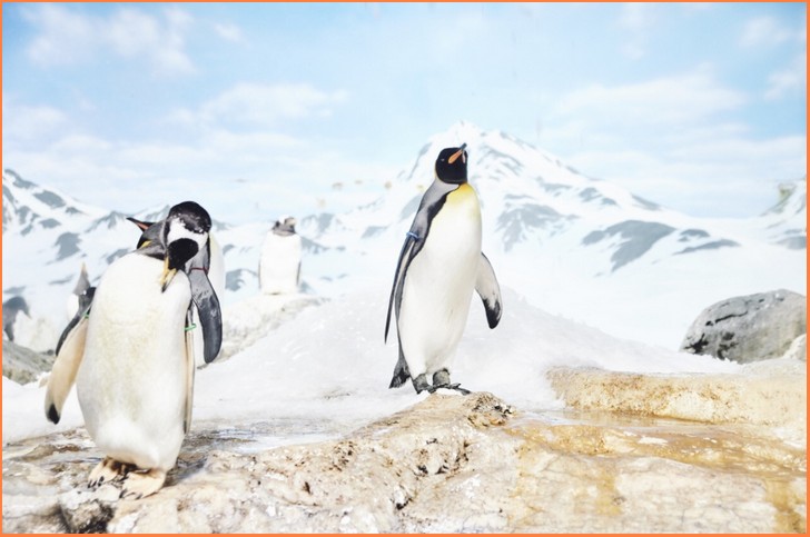 南極大陸の茶色いシミは皇帝ペンギンの排泄物？