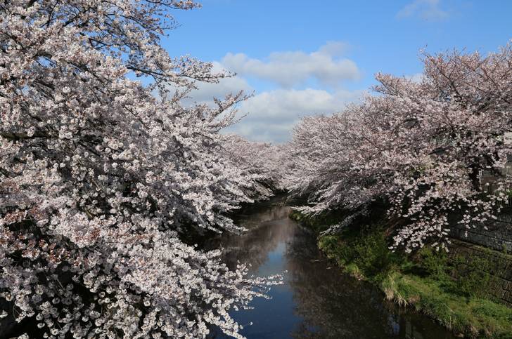 町田市は桜が見事な町ですが、そこに樹木葬（桜）ができる大型霊園があるそうです