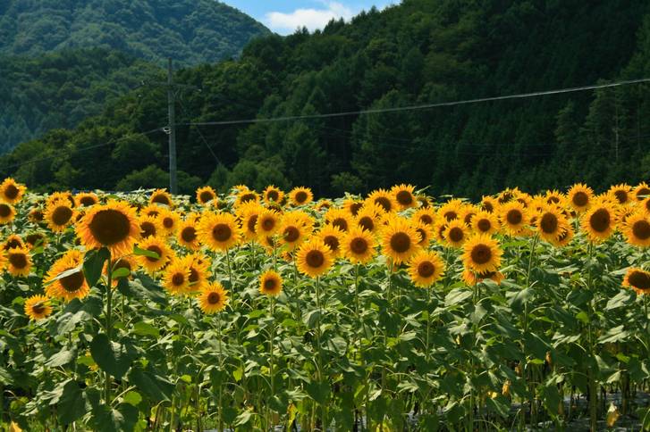 新緑豊かな長野県平谷村、そこでカフェを営む岡田能典さんご夫婦が『人生の楽園』で紹介