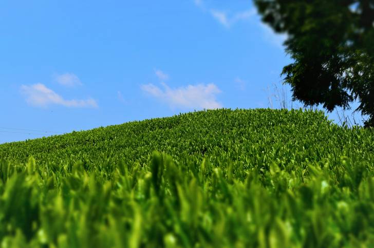 2001年に茶畑、2015年6月には茶摘み体験ができる農家民宿「ぬくもり園ゆるり」を開業