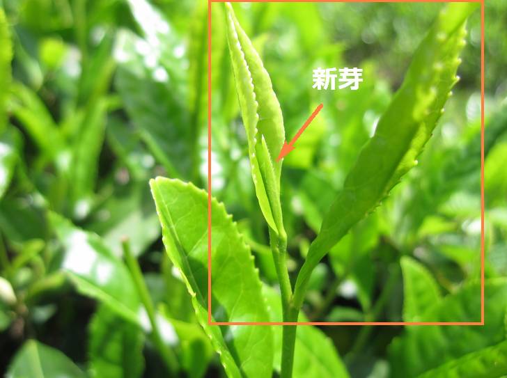一芯二葉(いっしんによう)って何?