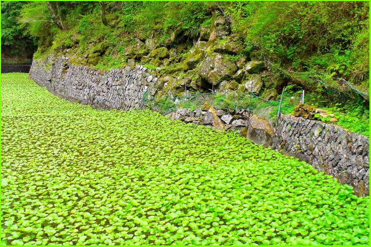 伊豆半島・天城山系の清流で育つ山葵(湯ヶ島)