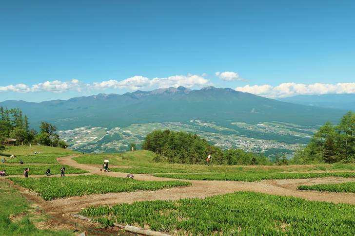 入笠すずらん山野草公園から見た八ヶ岳と富士見高原