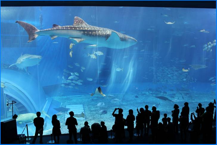 巨大なアクリルパネルの水族館「美ら海水族館」がすぐ近く