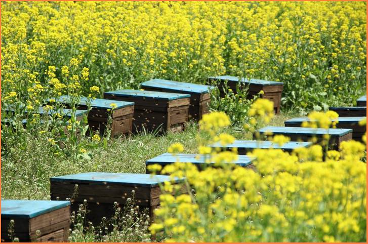 広大な土地を持つ空港での養蜂は農薬の影響が少ないというメリットがある
