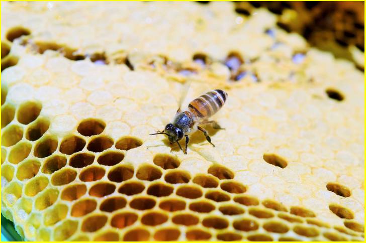ミツバチの個体数が激減しており、国内蜂蜜は高価なものになっています