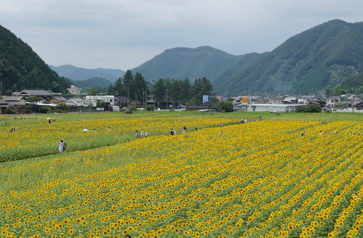兵庫県佐用町の田園風景、自然が豊かな土地で知られている