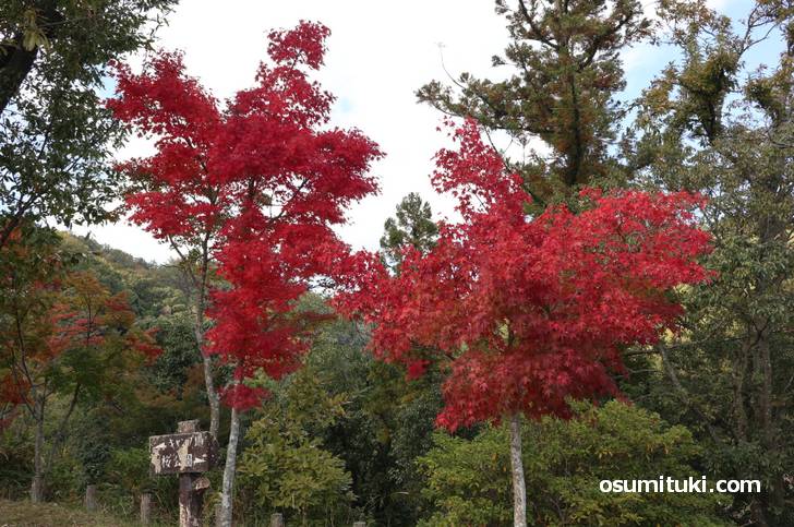 摂津峡の紅葉