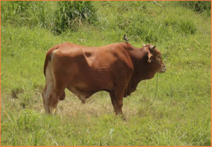 放牧され牧草のみで育った乳牛のミルクは濃厚で美味しい