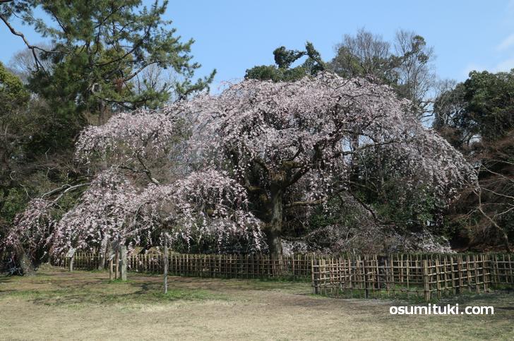 綺麗に咲いている近衛桜