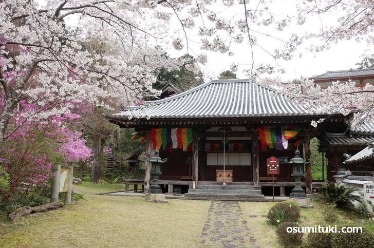 桜の名所「神童寺」の桜