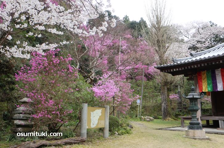 ピンク・白色の桜が満開でした(神童寺)