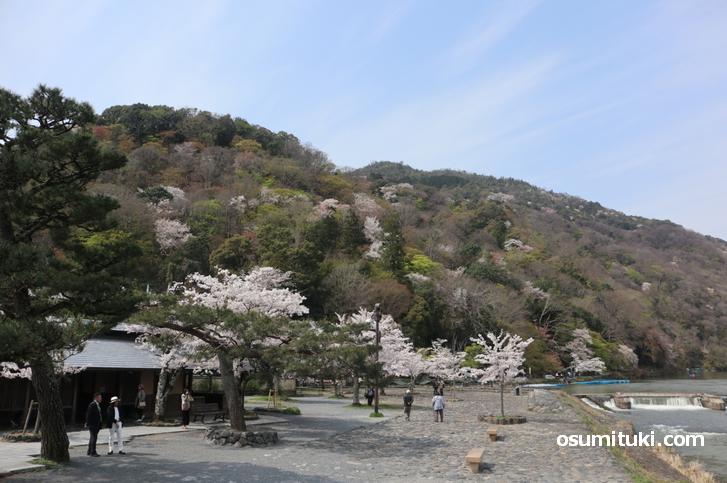 嵐山中之島公園の桜、満開見ごろです(2020年4月3日)