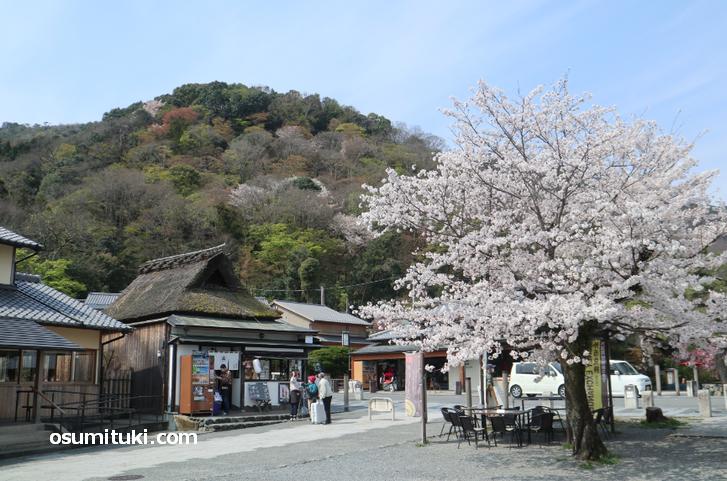 観光客がいない京都・嵐山の桜が満開見ごろ(2020年4月3日)