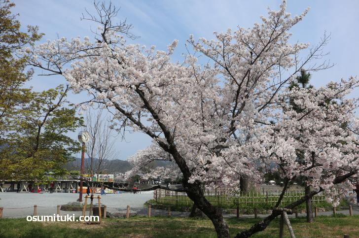 人はいなくとも桜は咲きます