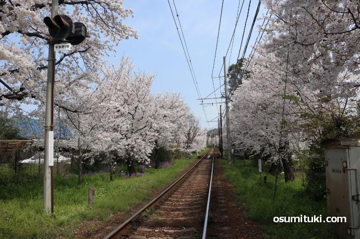京都・桜のトンネルが満開見ごろ!